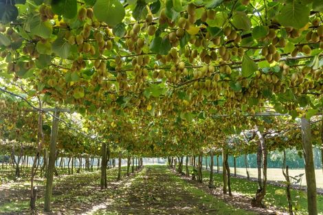 Photo of property in 96d Jensen Road, Omanawa, 3171