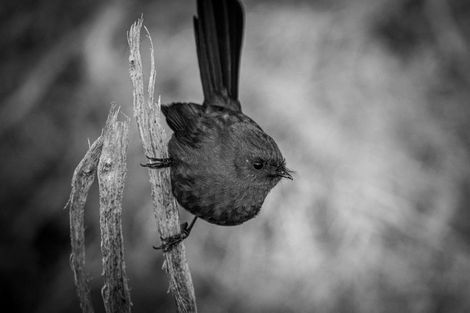 Photo of property in 8 Haydens Road, Marsden, Greymouth, 7805