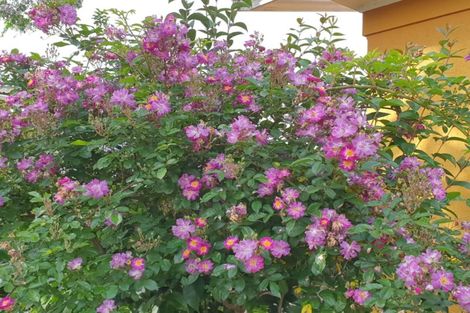 Photo of property in 7 Ripi Street, Kaikohe, 0405