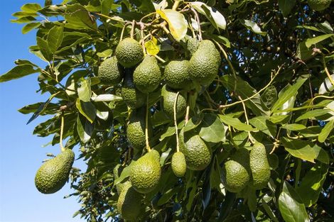 Photo of property in 242 Woodland Road, Tahawai, Katikati, 3170