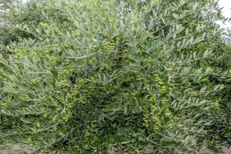 Photo of property in 22 Lethbridge Street, Feilding, 4702