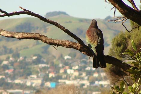 Photo of property in 10 Goudie Road, Helensville, 0875