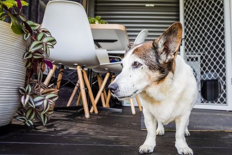 Photo of property in 76 Riddell Road, Kerikeri, 0230