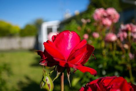 Photo of property in 4 Corrielea Crescent, Cambridge, 3434