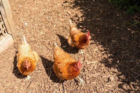 Photo of property in 928 Omanawa Road, Omanawa, Tauranga, 3171