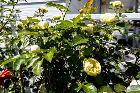 Photo of property in 15 Towers Street, Paeroa, 3600