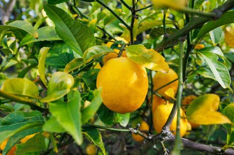 Photo of property in 191 Tremaine Avenue, Westbrook, Palmerston North, 4412