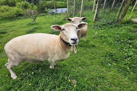 Photo of property in 50 Kimber Street, Halcombe, Feilding, 4779