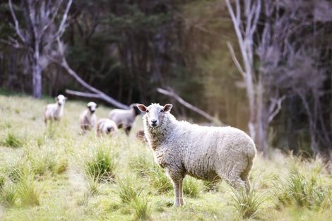 Photo of property in 114 O'brien Road, Coatesville, Albany, 0793