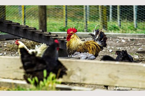 Photo of property in 921 Ngakoroa Road, Ormond, Gisborne, 4071