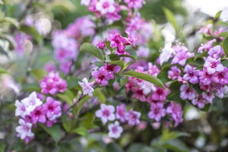 Photo of property in 20 Muscat Place, Henderson, Auckland, 0612