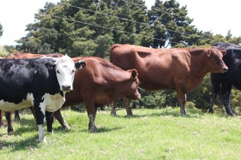 Photo of property in 2821 State Highway 1, Umawera, Okaihau, 0476