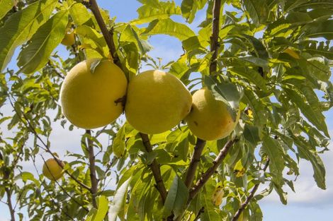 Photo of property in 1 Karamu Place, Waihi, 3682