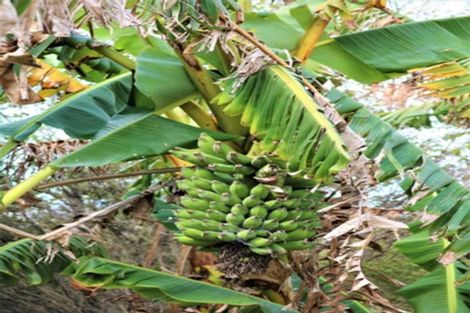 Photo of property in 451 Lusk Road, Ruawai, Matakohe, 0594