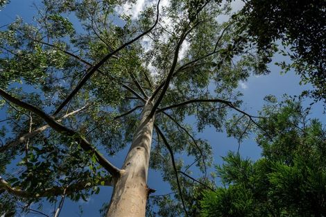 Photo of property in 189 Waikino Road, Karetu, Kawakawa, 0283