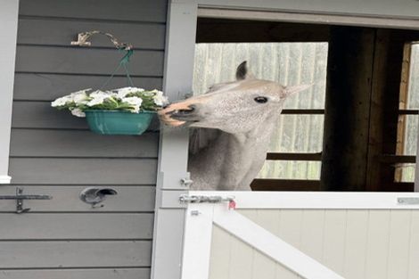 Photo of property in 28 Arcus Road, Te Horo, Otaki, 5582