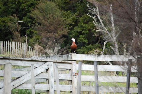 Photo of property in 397 Cames Road, Kaiwaka, Wellsford, 0975