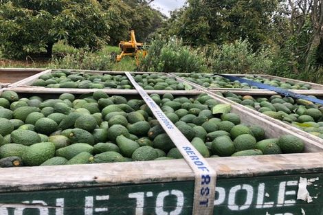 Photo of property in 313 Youngson Road, Whakamarama, Tauranga, 3179