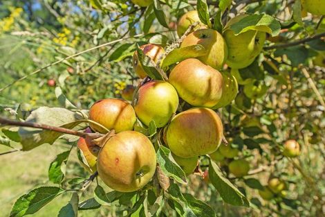 Photo of property in 337 Foothills Road, Okuku, Rangiora, 7473