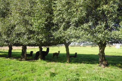 Photo of property in 85 Willowbridge Settlement Road, Waimate, 7980