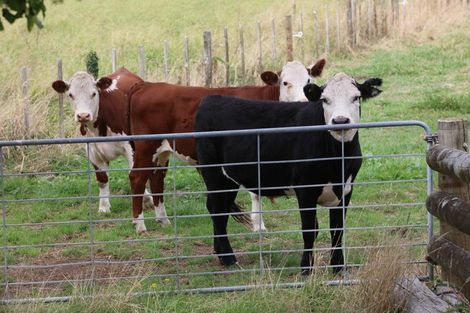 Photo of property in 380b Matahui Road, Aongatete, Katikati, 3181