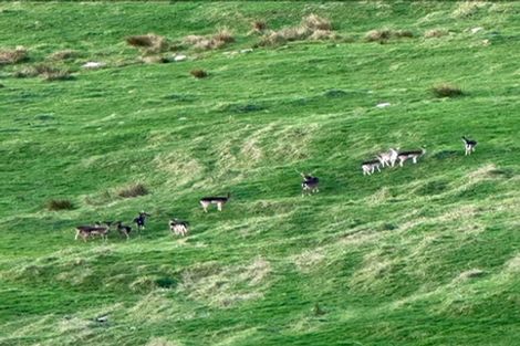 Photo of property in 1314 Wairamarama Onewhero Road, Onewhero, Tuakau, 2697