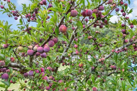 Photo of property in 10 Mccullough Road, Mangapai, Whangarei, 0178