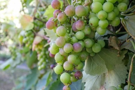 Photo of property in 24 Jasmine Place, Cambridge, 3434