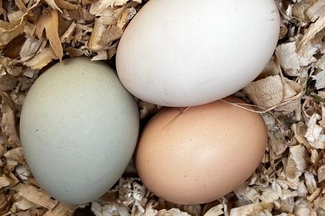 Photo of property in 100 Greenhills Drive, Coromandel, 3506