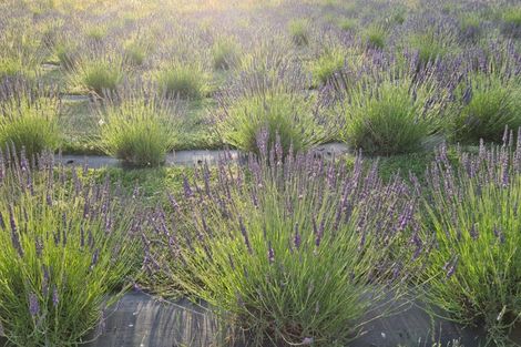 Photo of property in 268 Whangamata Road, Kinloch, Taupo, 3377