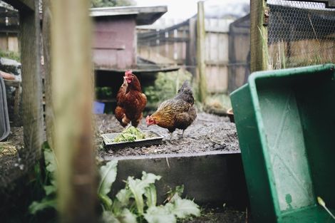Photo of property in 17 Pekanga Drive, Fox Glacier, 7886
