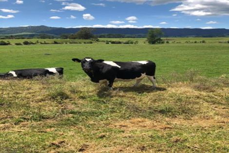 Photo of property in 83 Te Poi Road South, Te Poi, Matamata, 3473