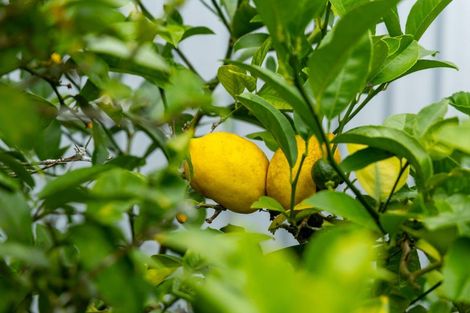 Photo of property in 16 Moana Place, Morrinsville, 3300