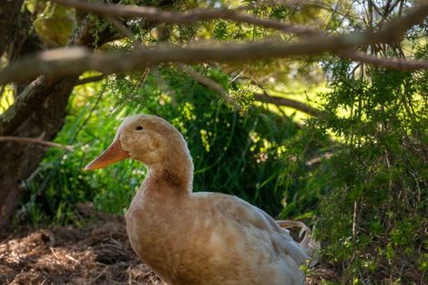 Photo of property in 691 Te Waerenga Road, Hamurana, Rotorua, 3096