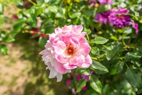 Photo of property in 24 Barry Curtis Place, Levin, 5510