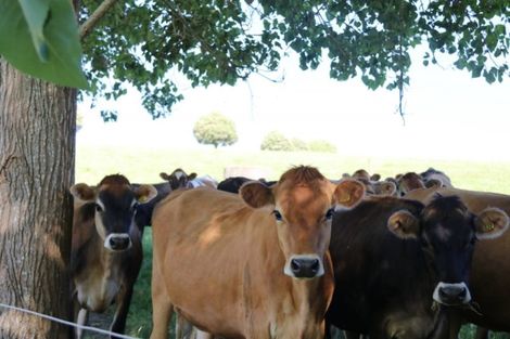 Photo of property in 176 Morrison Road, Arapohue, Dargaville, 0374