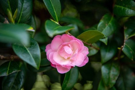 Photo of property in 6 Pukatea Close, Raumati Beach, Paraparaumu, 5032