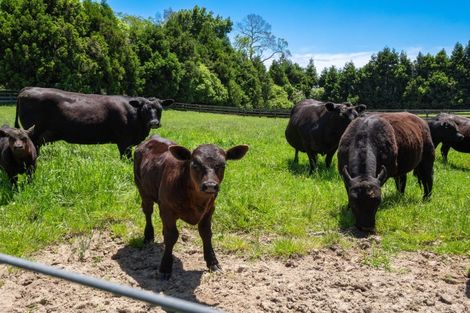 Photo of property in 857 Mclaren Falls Road, Omanawa, Tauranga, 3171