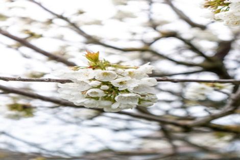 Photo of property in 77 Santa Rosa Avenue, Halswell, Christchurch, 8025