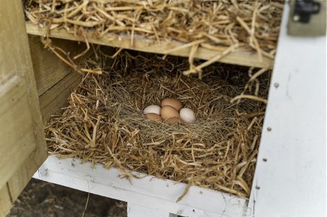 Photo of property in 44 Blackberry Way, Welcome Bay, Tauranga, 3175