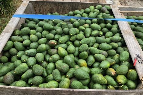 Photo of property in 313 Youngson Road, Whakamarama, Tauranga, 3179