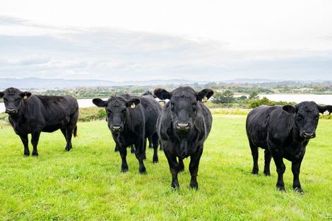 Photo of property in 47a Walters Road, Karaka, Papakura, 2580