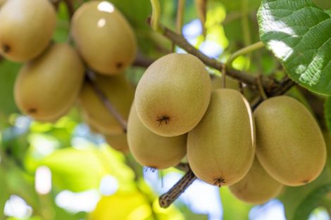 Photo of property in 121 Macdonald Road, Te Teko, Whakatane, 3192