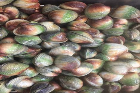 Photo of property in 638 Cable Bay Road, Cable Bay, Nelson, 7071