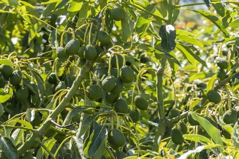 Photo of property in 31 Merivale Road, Parkvale, Tauranga, 3112