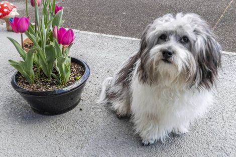 Photo of property in 10 Bayvista Close, Welcome Bay, Tauranga, 3112