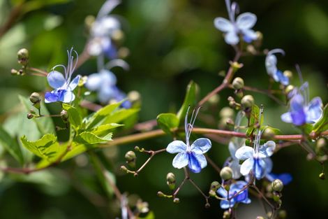 Photo of property in 9b Edinburgh Street, Pukekohe, 2120