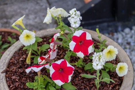 Photo of property in 30 Rata Street, Waikanae, 5036