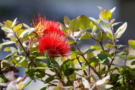 Photo of property in 9 Kaharoa Avenue, Omokoroa, 3114