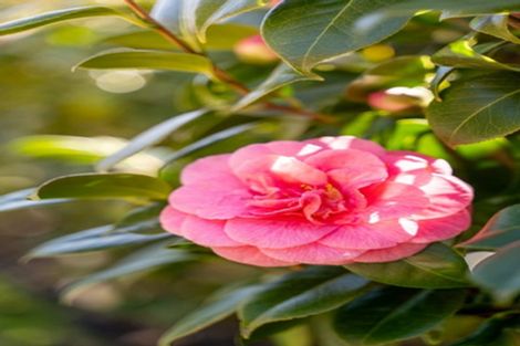 Photo of property in Liffey Village, 32/28 James Street, Lincoln, 7608